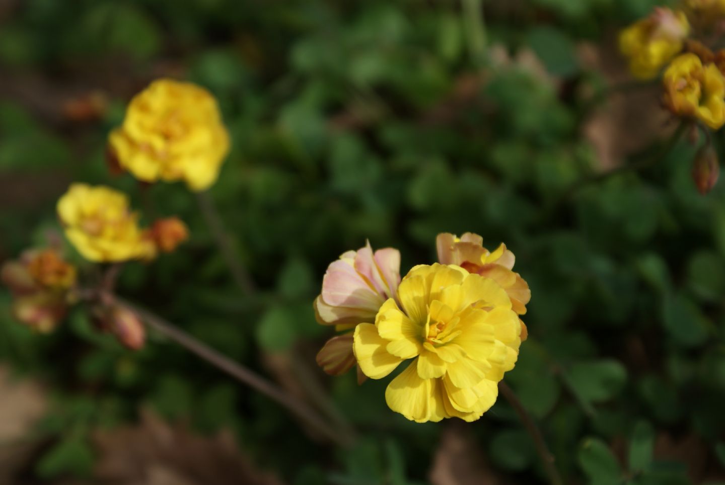 Oxalis pes-caprae L. a fiore doppio